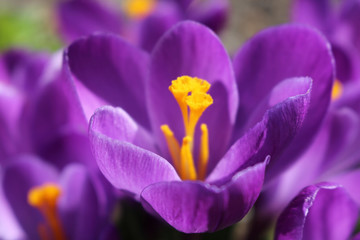 Beautiful spring flower crocus macro photo. Purple blooming iris