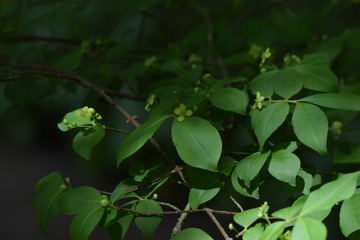 Flowers of Euonymus