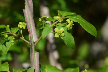 Flowers of Euonymus