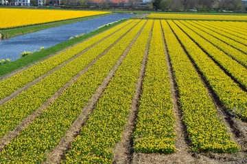 Poster de jardin Tulipe Yellow tulips in Holland