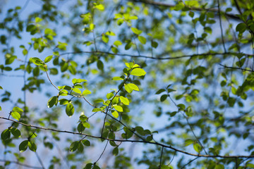 spring green leaves against blue sky