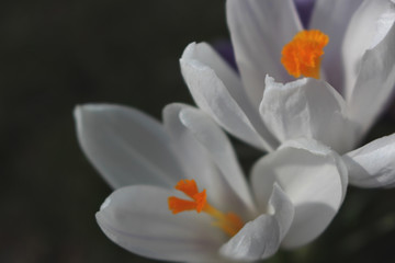 Beautiful spring flower crocus macro photo. White blooming iris