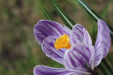 Beautiful spring flower crocus macro photo. Purple blooming iris with white stripes