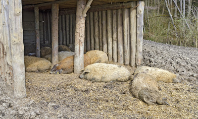 sleeping woolly pigs