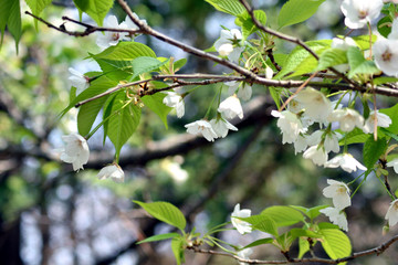大島桜 白い花と新緑