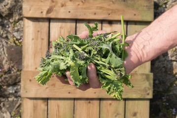 A hand of curly kale and purple sprouting broccoli.