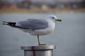 Closeup of a beautiful seagull standing on a metal pillar on a lake in Toronto, Canada