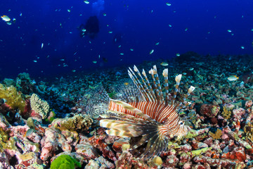 Naklejka na ściany i meble Distant SCUBA divers behind a colorful lionfish on a colorful tropical coral reef