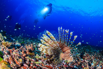 Distant SCUBA divers behind a colorful lionfish on a colorful tropical coral reef