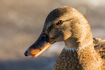 Female mallard or wild duck, Anas platyrhynchos. Close-up