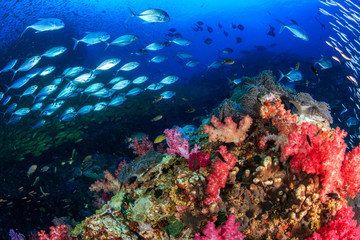 Plakat A vibrant, colorful tropical coral reef (Richelieu Rock, Thailand)