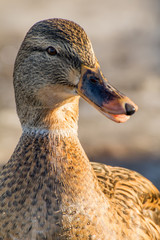 Female mallard or wild duck, Anas platyrhynchos. Close-up