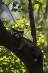 Wildlife portrait of cute brown grey raccoon Procyon lotor laying on top branch of tree. Leaves in background on outdoor sunny summer photography. Adorable masked animal face, soft fur and cute paws.