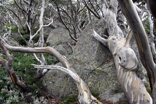 Fototapeta Twisted roots of a dead tree on rocks. Pattern of dead tree - dry part of the tree. Dry branch. Dead tree branches of big tree, nature background.