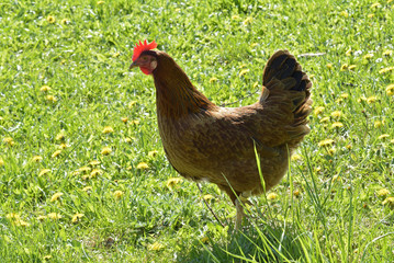 freilandhuhn