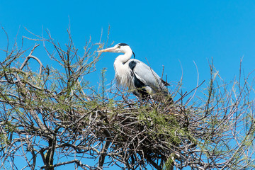 Héron dans son nid
