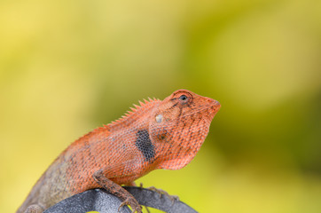 Orange chameleon ; head shot