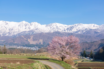 野平の一本桜