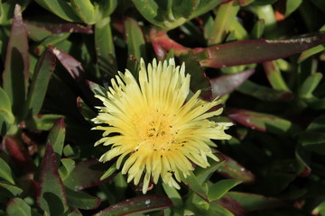 Single yellow flower Cape Point