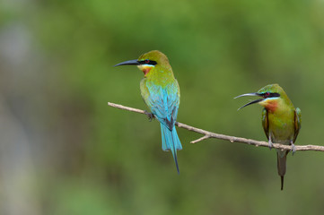Blue-tailed bee-eater in meadow