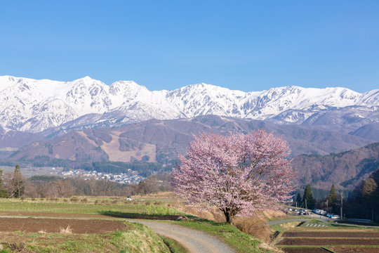 野平の一本桜