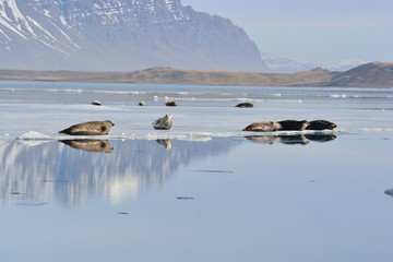 Seals on ice next to water in Iceland