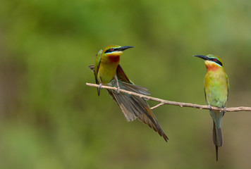 Blue-tailed bee-eater in meadow
