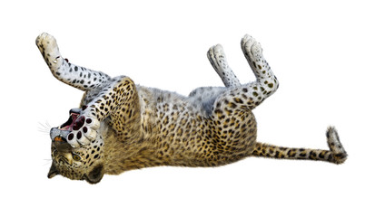 3D Rendering Big Cat Leopard on White