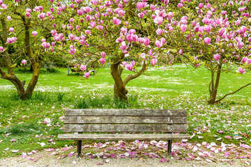 View of a wooden bench in a public garden under a blooming magnolia with many petals on the ground.