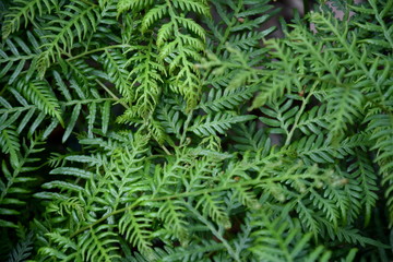Naklejka na ściany i meble Ferns and other plants of the forest. Natural fern leaf decor closeup photo. Tropical greenery top view. Fern leaf pattern. Green foliage with green fern leaf.
