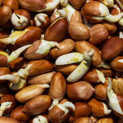 Texture of sprouted peanuts close-up. taken at a sunny day. Closeup