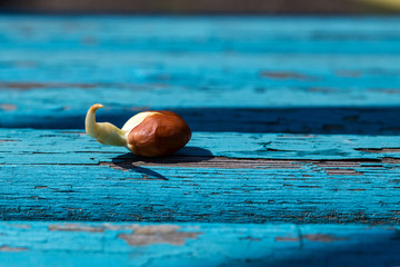 Sprouted peanuts close-up. Photographed on a blue wooden background.