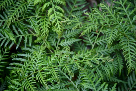 Ferns and other plants of the forest. Natural fern leaf decor closeup photo. Tropical greenery top view. Fern leaf pattern. Green foliage with green fern leaf.