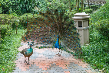 Obraz premium Indian blue peacock with an open tail in front of the female.