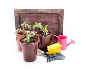 Seedlings of tomatoes in plastic pots on a white background. Cultivation of tomatoes