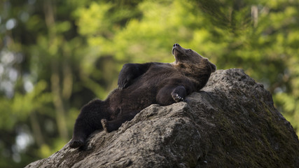 Fototapeta na wymiar Portrait strong male Brown bear Ursus arctos having rest on gray stone covered by moss in nature habitat with green trees in background. Diagonal composed wildlife scene illuminant during golden hour.