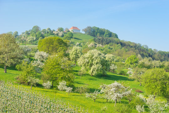 Blühende Landschaft im Frühling