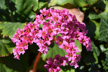Pink Bergenia flowers macro shot in early spring lit by sun 