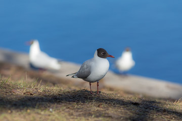 gulls by the water
