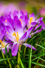 Crocus, plural crocuses or croci is a genus of flowering plants in the iris family. A single crocus, a bunch of crocuses, a meadow, close-up