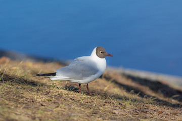 portrait of a seagull