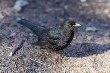 blackbird on the ground