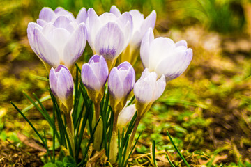 Crocus, plural crocuses or croci is a genus of flowering plants in the iris family. A single crocus, a bunch of crocuses, a meadow, close-up
