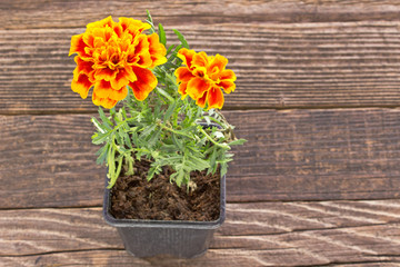 Tagetes patula - French marigold flower on wooden background