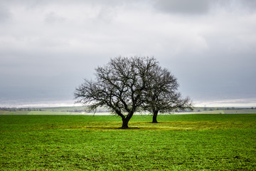 Fototapeta na wymiar Winter time landscape image of Tree or green field, meadow with tree at winter time. Cloudy sky. Azerbaijan nature. Caucasus
