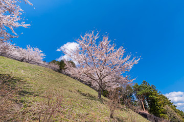 桜咲く新倉山浅間公園の春
