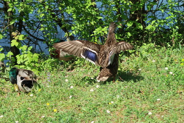 Mallard stretching its wing