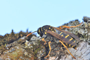 macro portrait of wasp sitting on the tree wood