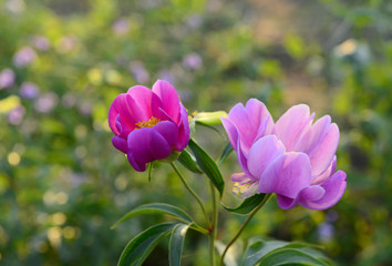 Peony flowers in the garden