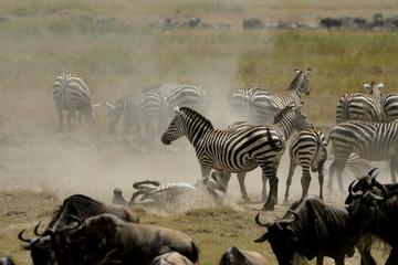 Fototapeta na wymiar migration serengetie